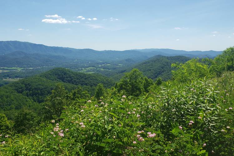 Lush green vegetation in the large mountain range